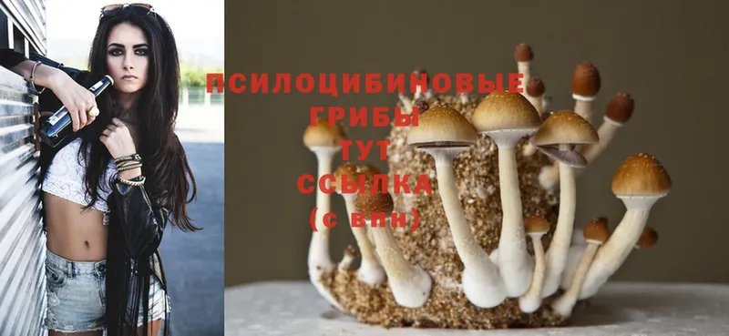 Псилоцибиновые грибы Psilocybine cubensis  Миньяр 